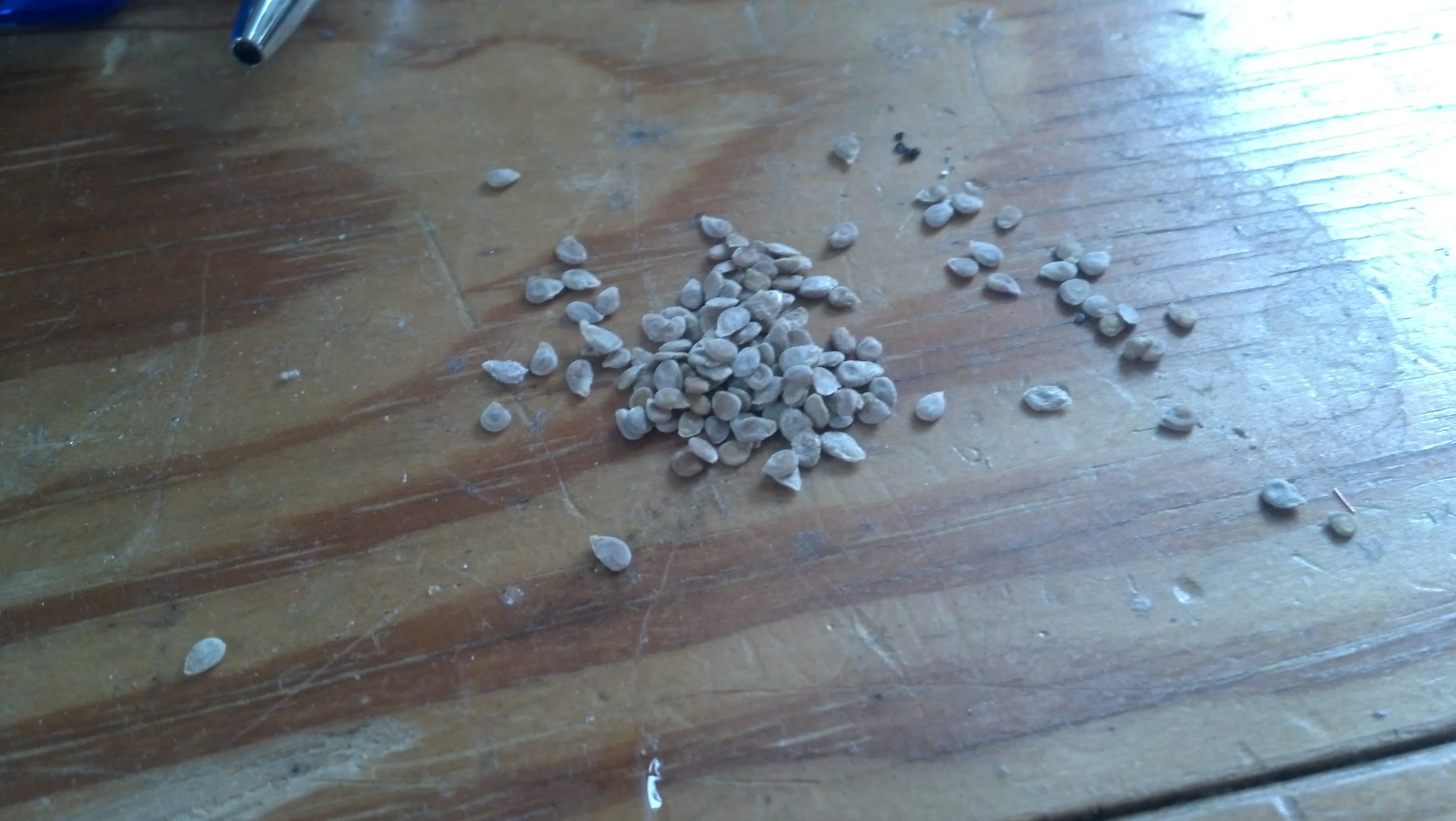 Here are some rio grande seeds